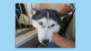 A husky found at Wayne County puppy mill